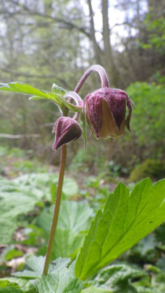 2019-04-29 34 Geum rivale.JPG